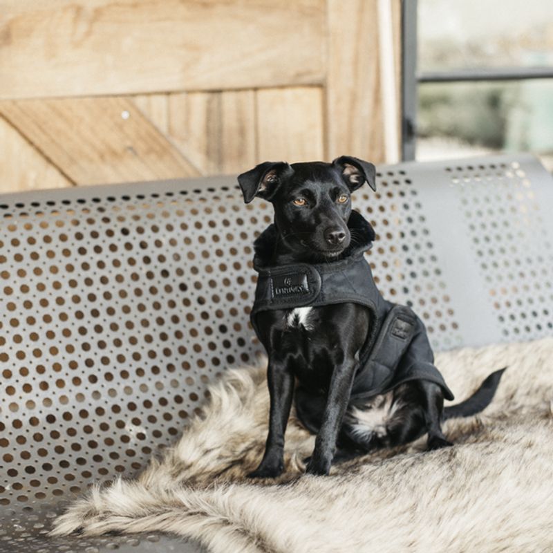Kentucky Dog Coat