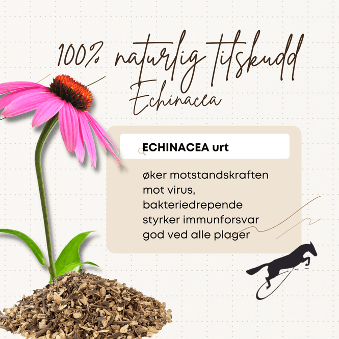 Hovedbilde Echinacea tørka urt Hilton ...