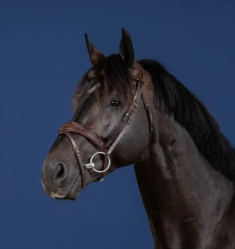 Anatomic Flash Noseband Bridle US Collection