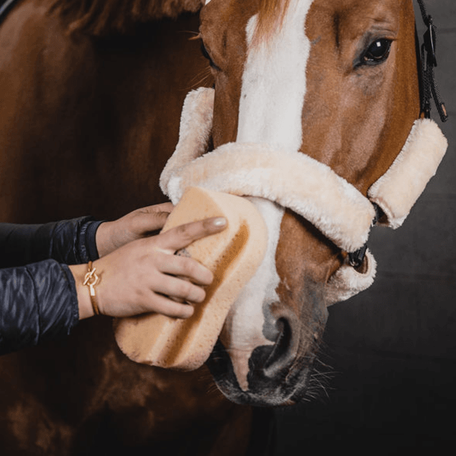 Hovedbilde ONE Equestrian Svamp til hest