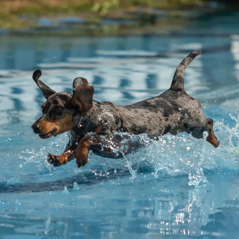 Canine and Feline Cortaflex® Capsules