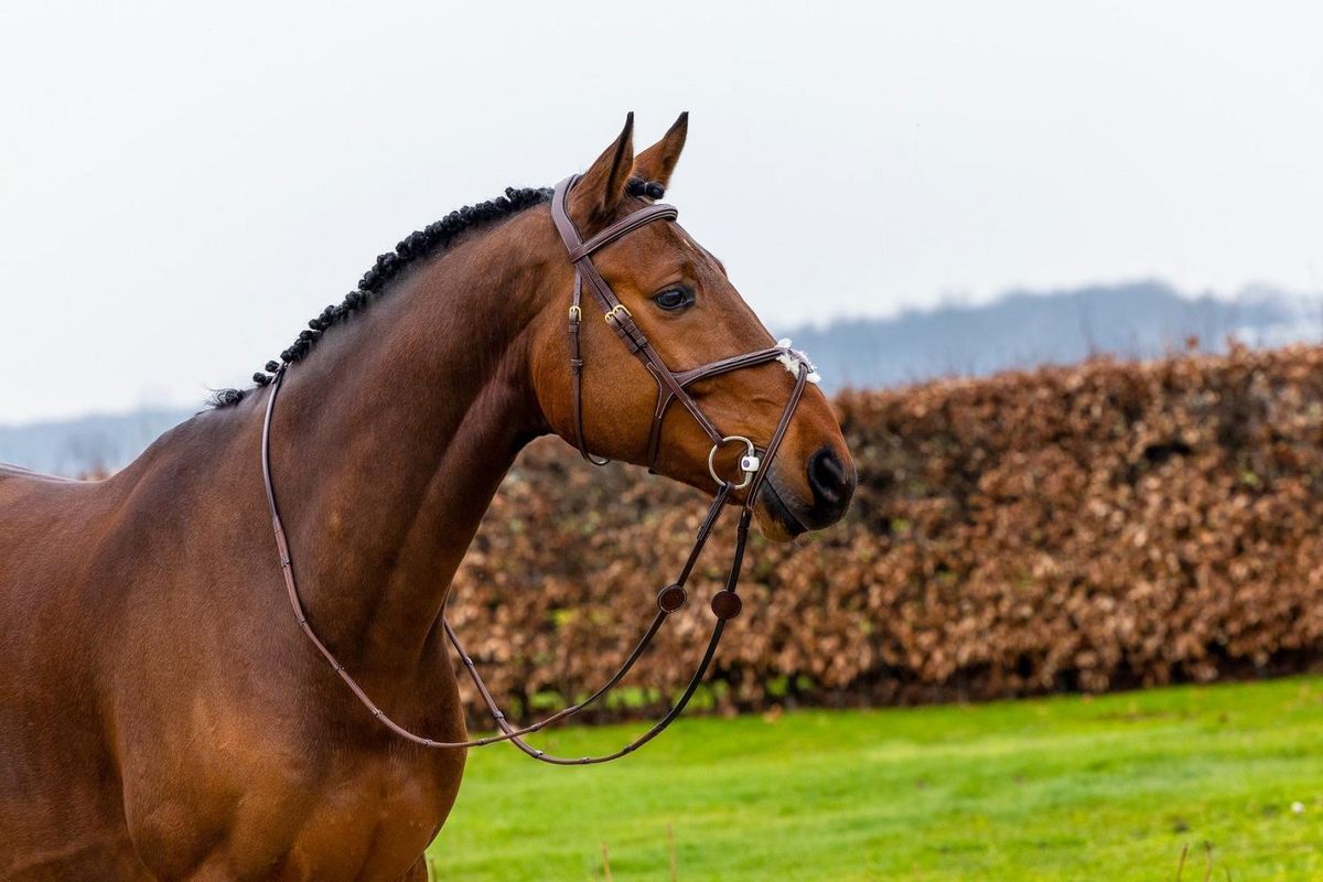 Trust LC Oslo Mexican hodelag