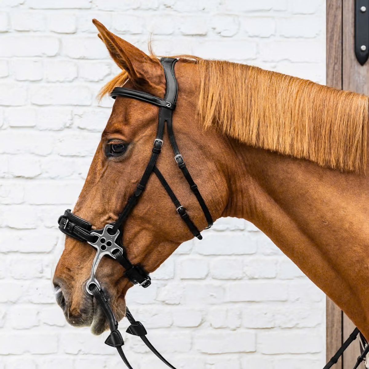 Hackamore bridle NE 