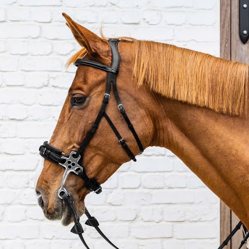 Hackamore bridle NE 