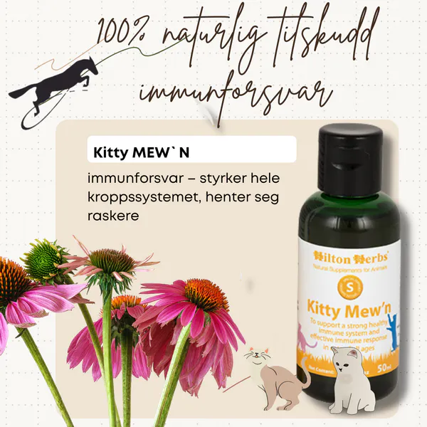 Hovedbilde Kitty MEW'n Hilton Herbs